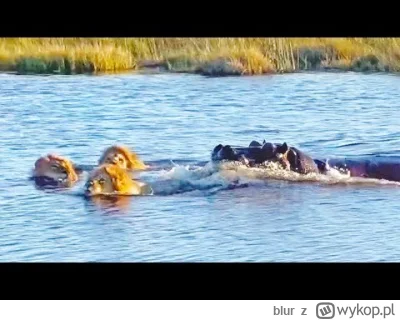 blur - @Voltaire: hipopotamy jedzą lwy