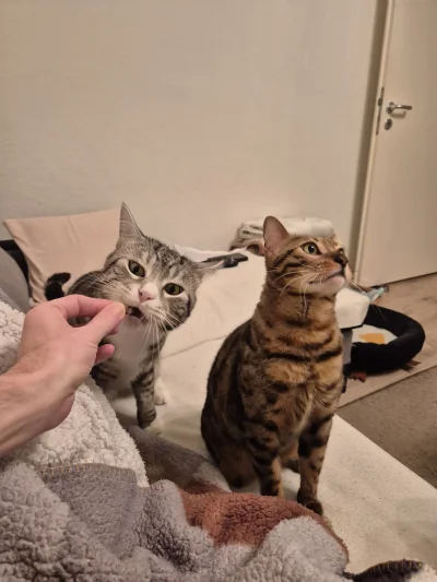 Lujdziarski - #pokazkota #dziarskikacperek Teraz to ja już nie chcem