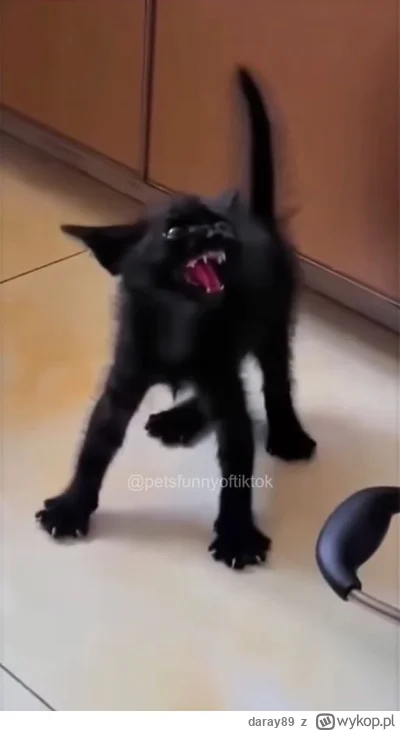 daray89 - #codziennykotopetany #dziwnekotki