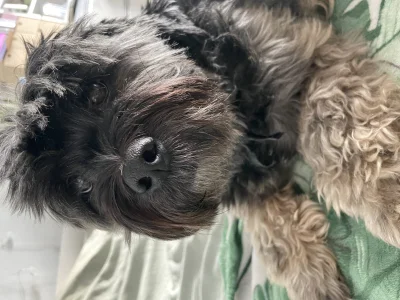 cytmirka - @CiekawskaWydra Kłaczers też (╯︵╰,)