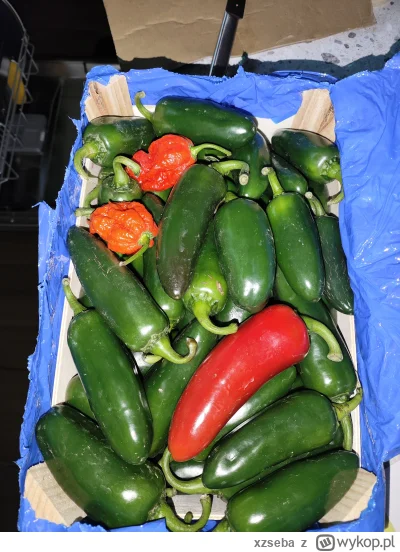 xzseba - @Rembrant: polecam tego alegrowicza