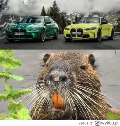 Sprus - @WinterLinn teraz jest bober