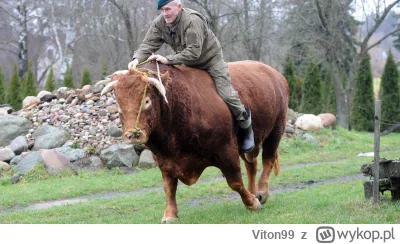 Viton99 - @dziewiczajajecznica: romuald rubinowicz poskramiacz byków.