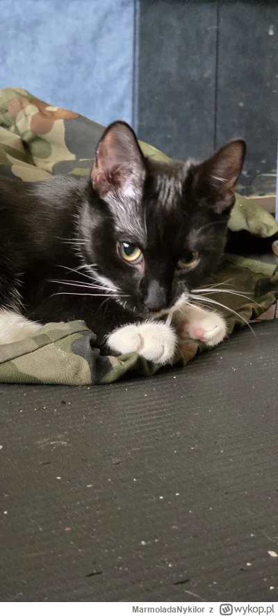 MarmoladaNykilor - @MarmoladaNykilor: