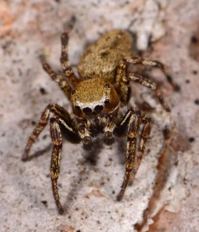 Xenesthis - @Splash545: Mało ładnych zdjęć samca tego gatunku na necie. Tutaj kilka d...