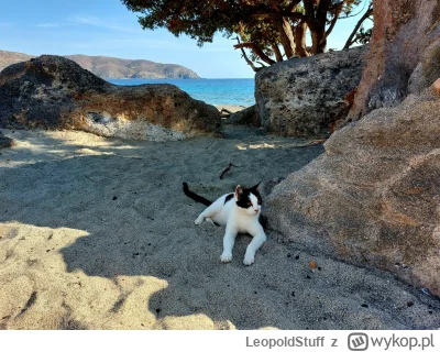 LeopoldStuff - Trafiłem wczoraj na rajskiego kitka na rajskiej plaży. 

Ulitmate waka...