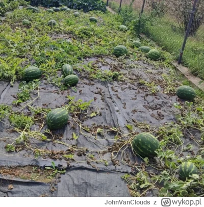 JohnVanClouds - @noniemogie: tylko to już jak krzaki padły, największe okazy po 10kg ...