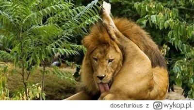 dosefurious - Bezbek z twittera mówiący o swoich umiejętnościach. 
#famemma