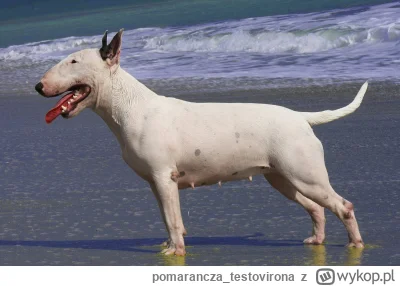 pomarancza_testovirona - @rafal-heros: bardziej taki