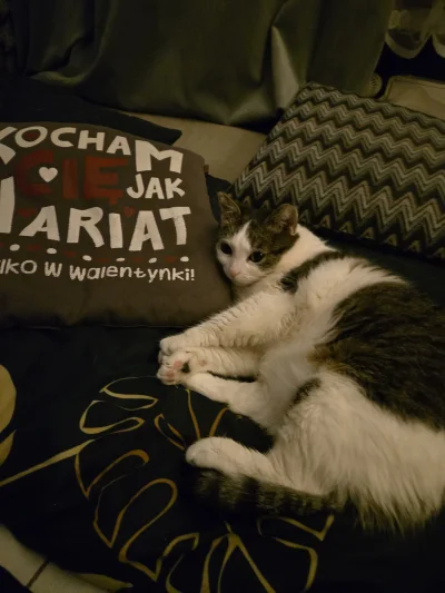 Solsith - #pokazkota #spaslak idziemy spać czlowiek(－‸ლ)