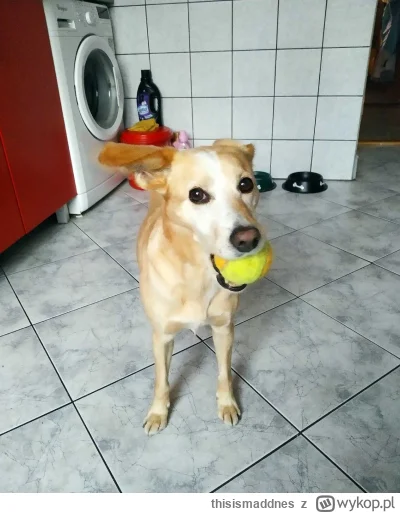 thisismaddnes - Emi przyszła pobawić się z Wami ukochaną piłeczką