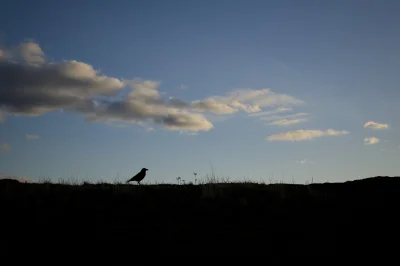 xvprvx - #ptaszkowpis #fotografia