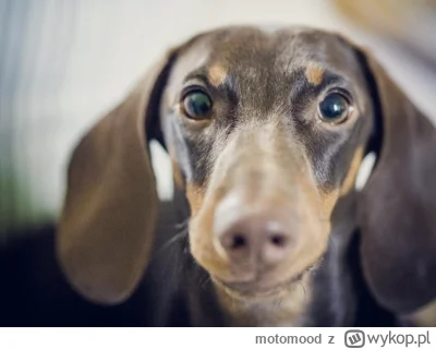 motomood - Moja kochana mordeczka