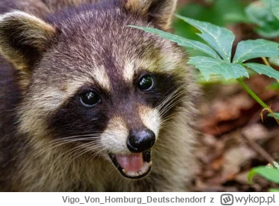 VigoVonHomburgDeutschendorf - - AAAAAAAAAAAAAAAAAAAAAAAAAAA_
#szopeknadzis