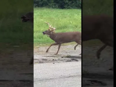 Sarza01 - @kingcel  @Leel00
Najnowsza choroba wywoływania przez priony to choroba jel...