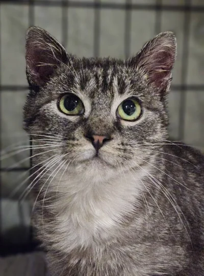 stowarzyszenie-trzymaj-sie-kocie - Zaginanie czasoprzestrzeni w praktyce – życie wolo...