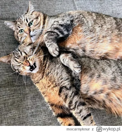 mocarnyknur - #codziennystepan #koty #kitku

Tej jak zwykle coś się nie podoba ( ͡º ͜...