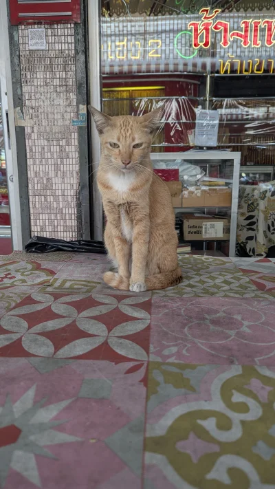 vulcanitu - #koty #koteczkizprzypadku