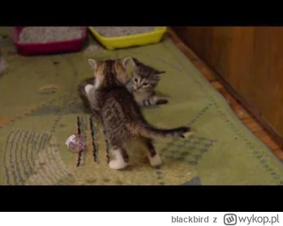 blackbird - poki nie wrzuce tego krociutkiego filmiku z dzis z odwiedzin (powinienen ...