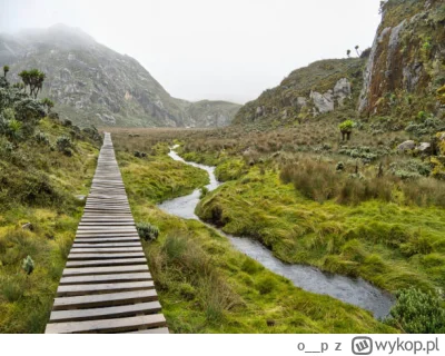 o__p - Pierwszs wspomnienie biegnę koło drzewa. Już go niema przegniło (śliwka) . Z p...