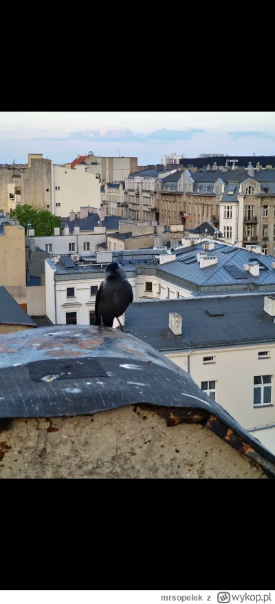 mrsopelek - @tekserew: dokładnie tak