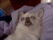 dywergent - ide spac, obym sie juz nigdy nie obudzil