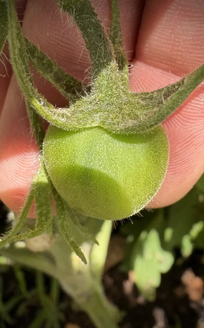 asdfghjkl - Rosno ( ͡° ͜ʖ ͡°) #pomidory #belkotuprawia #ogrodnictwo