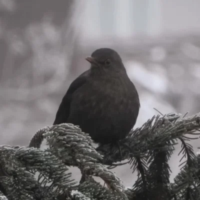 Lenalee - #ptaki #ornitologia 

Wyczuła że ją obserwuję (・へ・)