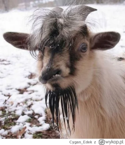 Cygan_Edek - Idźcie se namalować koziołka, tylko to wam zostało amicorze

#mecz