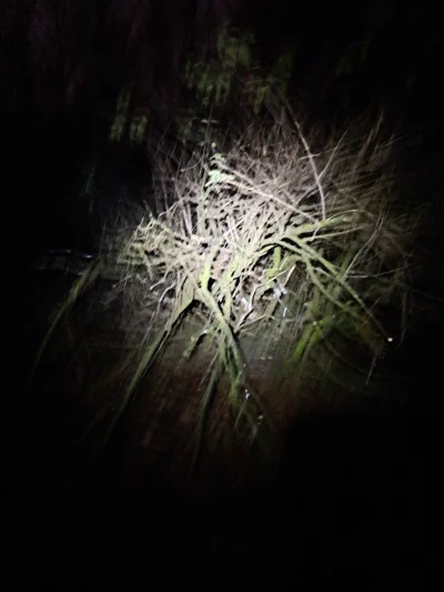 eugene-ysaye - piękny polski las