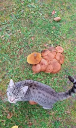 Krafti - Co to za grzyb? #grzyby
MA takie łuski trochę jak opienka tylko ostrzejsze