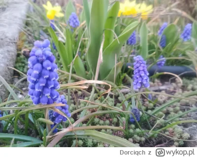 Dorciqch - @Dorciqch przybywa też innych kolorków