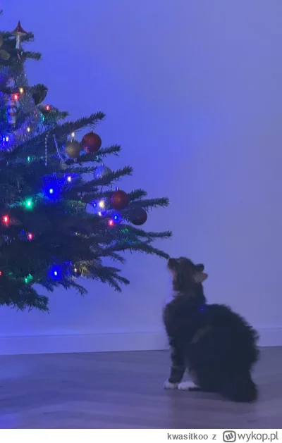 kwasitkoo - #mrkitek #kitku #pokazkota #koty