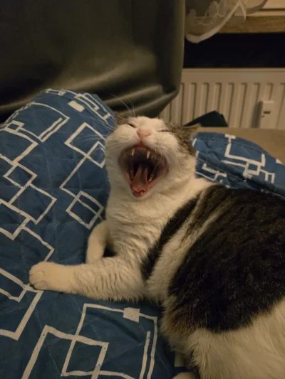 Solsith - Dobrze że  ma zaspas( ͡° ʖ̯ ͡°)