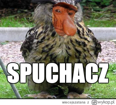 wiecejszatana - @Xing77:  to tylko Krzysiu Puchacz