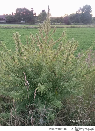 Multiwitamina-_ - Taka samosiejeczka
Nawet teoszku klepie, ale same nasiona
Z 3-5% mo...