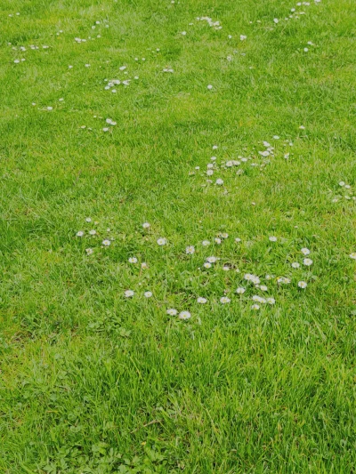 Logan00 - @Qullion: bardzo ładny trawnik, stokrotki sa super
Mam podobny