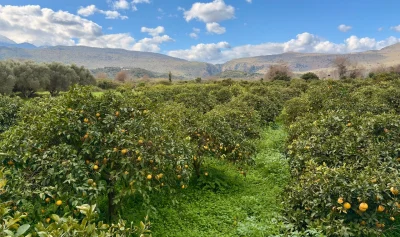 asdfghjkl - Gejfiutowe eldorado #grapefruit