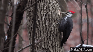 wfyokyga - dziub dziub dziub