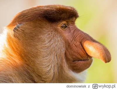 dominowiak - #plemiona 
kiedy wstajesz o 3 i czekasz żeby puścić klina, bo jakiemuś z...