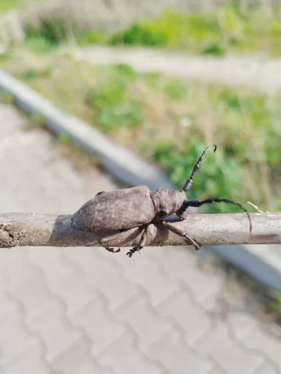 wysuszonyszkieletkostnyczlowieka - Entomologiczna obserwacja rzadkiego okazu odbyta (...