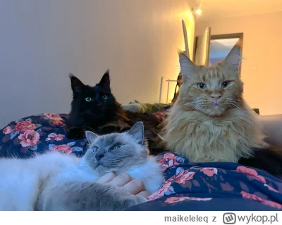 maikeleleq - Nie mogę się już doczekać jak wprowadzimy się do nowego domu i kitku z...