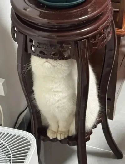 wfyokyga - Widzę cb