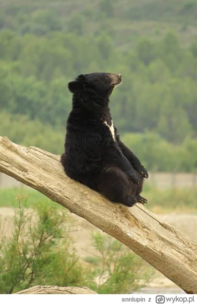 annlupin - niedźwiedź o czwartej nad ranem nom
