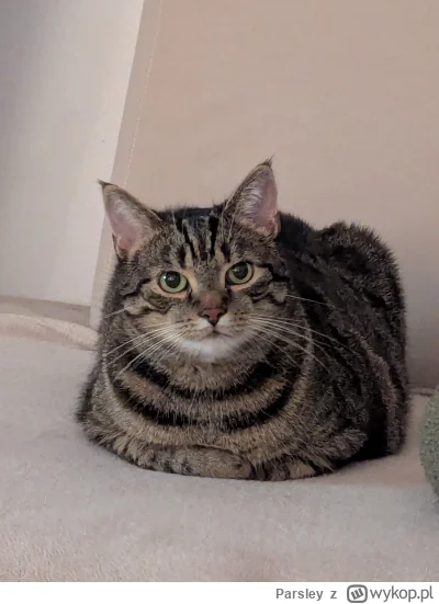 Parsley - Mój chlebek #koty #zwierzaczki #pokazkota