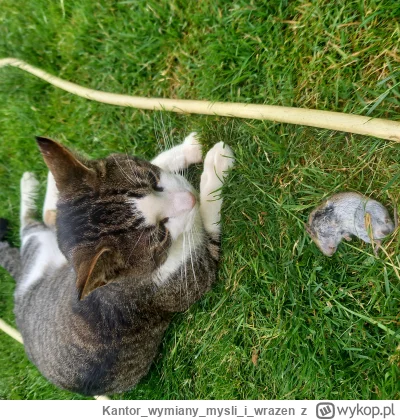 Kantorwymianymysliiwrazen - @blaine_mono: Twoja dlugowłosa to przede wszystkim zbyt a...