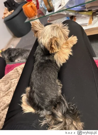 k-a-z - 4 dzień adaptacji Chanel:

Chanelka coraz bardziej otwiera się na świat i odb...