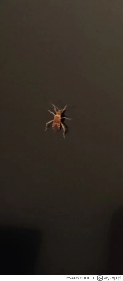 ItowerYOUUU - #kiciochpyta #owady 

Czy ktoś rozpoznaje co to za owad?