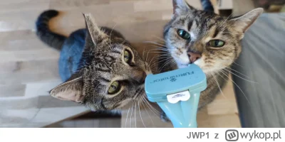 JWP1 - Mhmmm będzie szczotkowanie =] na lewo roczny kot na prawo 12 letnia kotka, nie...