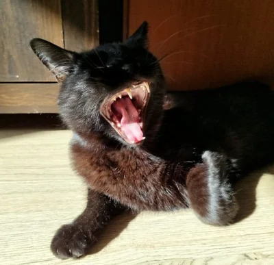 DwaNiedzwiedzie - Benek najwyraźniej nie jest zainteresowany biciem rekordów.